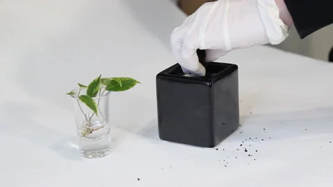 Two hands in white latex gloves are plant young green ficus Benjamina tree at bl Stock Footage 86010345