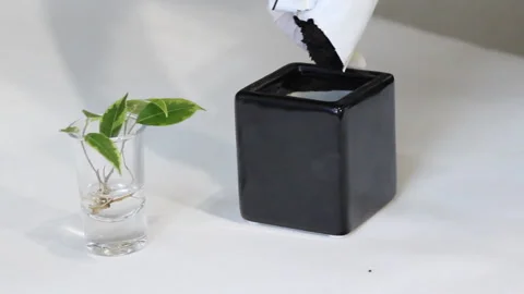 Two hands in white latex gloves are plant young green ficus Benjamina tree at bl Stock Footage 86010346