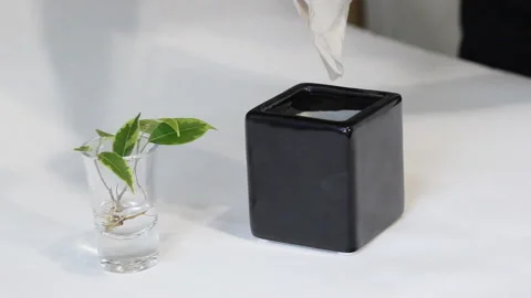 Two hands in white latex gloves are plant young green ficus Benjamina tree at bl Stock Footage 86010401