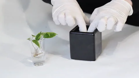 Two hands in white latex gloves are plant young green ficus Benjamina tree at bl Stock Footage 86010414
