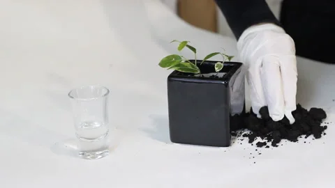 Two hands in white latex gloves are plant young green ficus Benjamina tree at bl Stock Footage 86010463