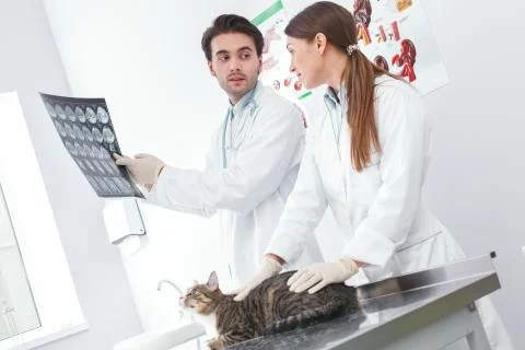 Two handsome doctors discuss x-rays of cat pictures Stock Photos