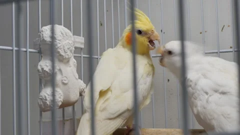 Two handsome parrots in a cage playfully peck each other with their beaks. Caged Stock Footage 234650278