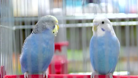 Two handsome parrots in a cage playfully peck each other with their beaks. Caged 스톡 동영상 261263880
