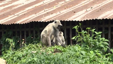 Two Hanuman monkey eating the large leaves of plant bindweed Stock Footage 70359841