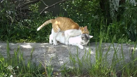 Two happy cats breed and cuddle in bardyur Stock Footage 108280052