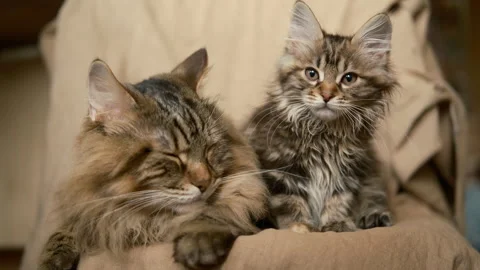 Two Happy Cute adorable grey domestic cats, home pet. Stock-Footage 264995116