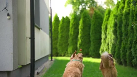 Two happy dogs chasing an orange ball in sunlit green backyard, energetic play Stock Footage 312525903