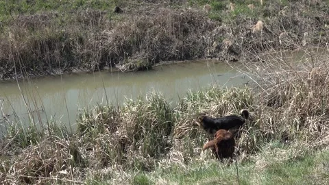 Two happy dogs crawl in the dense vegetation, bounce Stock Footage 150152118