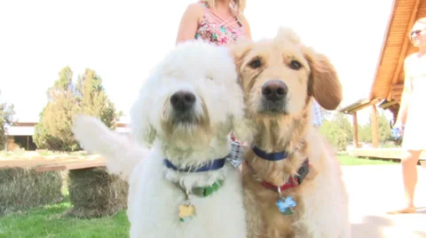 Two Happy Dogs Stock-Footage 39257086