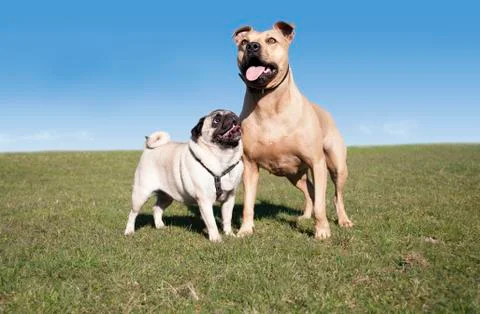 Two happy dogs Stock Photos