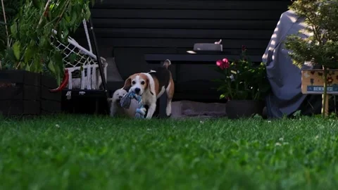 Two Happy Dogs Playing with Toy on Green Backyard Lawn Stock Footage 319988734