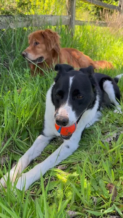 Two happy dogs resting in the grass with a ball Vidéo 334269208