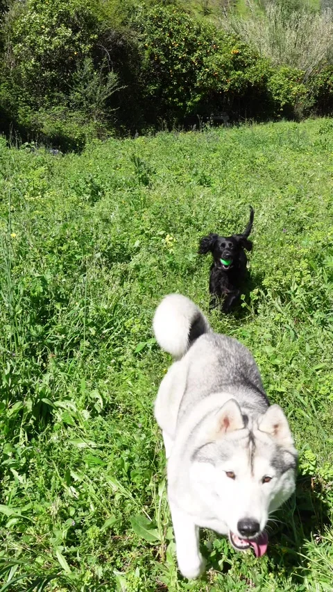 Two Happy dogs run in a field Siberian Husky working cocker spaniel 4K Stock Footage 270874295