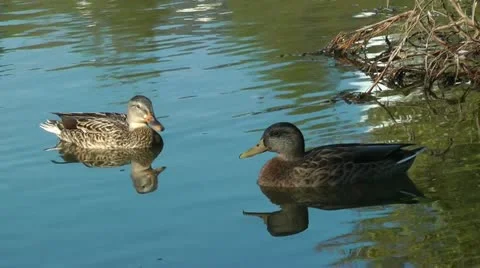 Two happy ducks close up Stock Footage 11185796