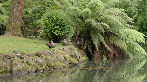 Two Happy Ducks Preen Themselves on the Waters Edge in A Lovely Garden Stock Footage 159139840