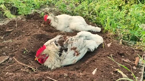 Two happy free run chickens digging and dust bathing in peat soil Stock Footage 197367387
