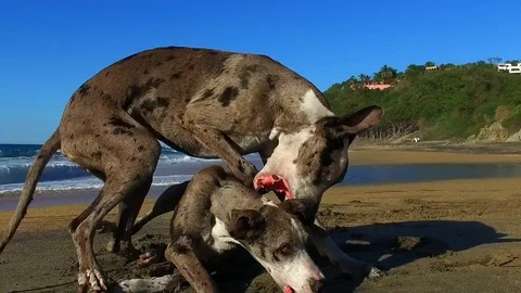 Two Happy Great Danes playing on the beach Slow Motion Stock Footage 85823317