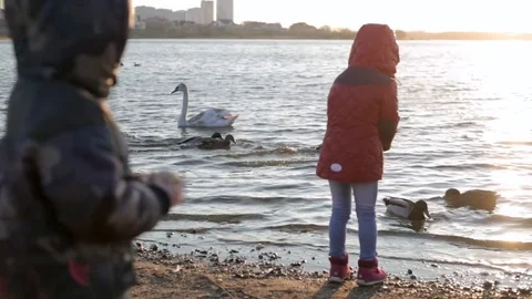 Two happy kids play and feed white swans and ducks at sunset Stock Footage 78410155