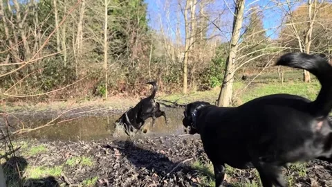 Two happy Labrador joyfully play in mud puddle Stock Footage 262357252