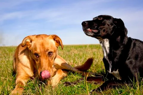 Two happy mutts resting in field Stock Photos