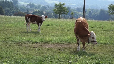 Two happy pinto cows grazing on pasture. Stock Footage 116747681