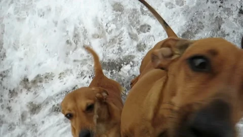 Two happy red-haired dogs joyfully meet their owner-friend Video stock 151537907