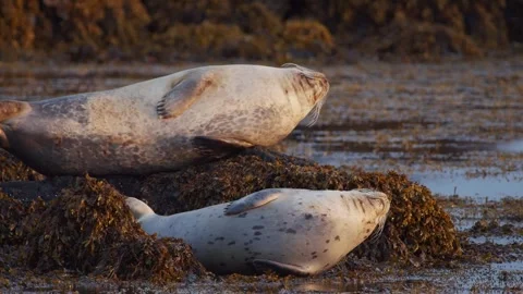 Two Harbor Seals Resting on Seaweed-Covered Rocks in Iceland Stock Footage 327257310