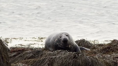 Two Harbor Seals Resting on Seaweed-Covered Rocks in Iceland Stock Footage 327266025