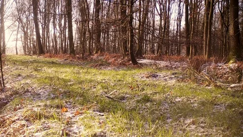 Two hare chasing each other in forest path. Stock Footage 86235329