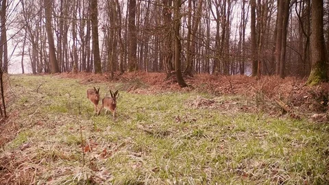 Two hare chasing each other. Stock Footage 86235340
