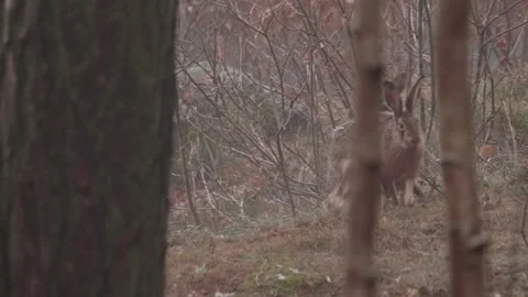 Two Hare Fighting over Female, Mating Courtship fight, Tracking Shot 動画素材 251419991