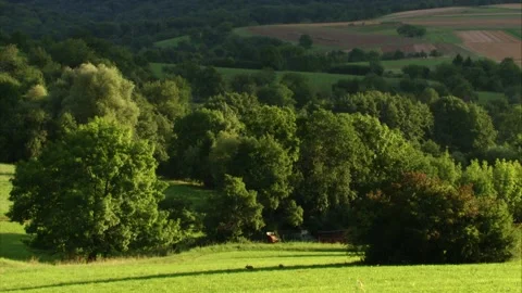 Two hares bounding across a valley meadow in sunlight Stock Footage 311431875