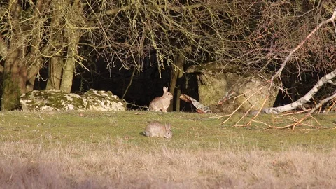 Two hares living on a plain Stock Footage 104489000