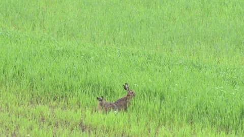 Two hares on a meadow in spring Stock Footage 303210477