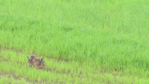 Two hares on a meadow in spring Stock Footage 303210478