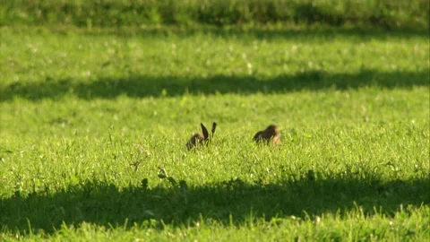Two hares on a meadow in sunlight Stock Footage 311431880