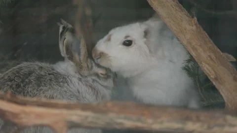 Two hares - one is gray, the other is white. Hares in the nursery, wild hares Stock Footage 146179904