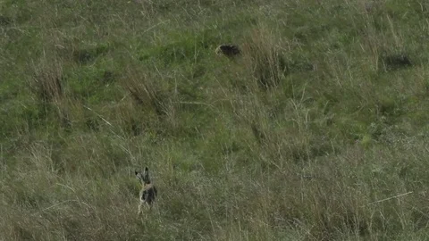 Two hares running in green grass in the wild Stock Footage 79402921