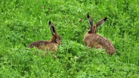 Two hares sitting side by side in grass Stock Footage 311431830