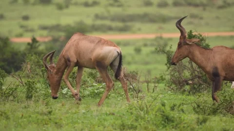 Two Hartebeest Antelopes Walking and Grazing on Savanna Green Bush 動画素材 337751514