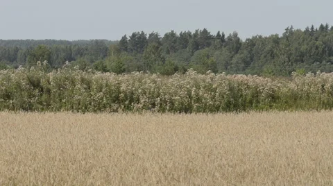 Two harvesters on cornfield Stock Footage 62270942