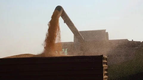 Two Harvesters Unload Corn. Shot At Sunset. 動画素材 126993960