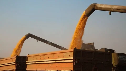 Two Harvesters Unloading Corn Into A Trailer - CloseUP Shot Stock-Footage 126993936