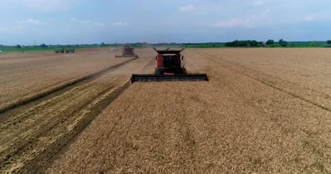 Two harvesters in a wheat field Stock-Footage 142514399