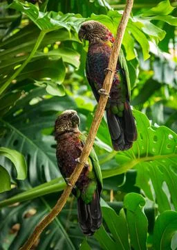 Two Hawk Headed Parrots on a Vine in a Green Lush Jungle. Stock Photos