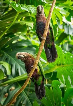 Two Hawk Headed Parrots on a Vine in a Green Lush Jungle. Stock Photos