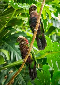 Two Hawk Headed Parrots on a Vine in a Green Lush Jungle. Stock Photos