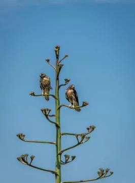 Two Hawks in an Agave Tree Stock Photos