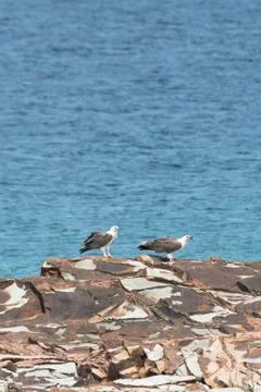 Two hawks on the rock. Stock Photos